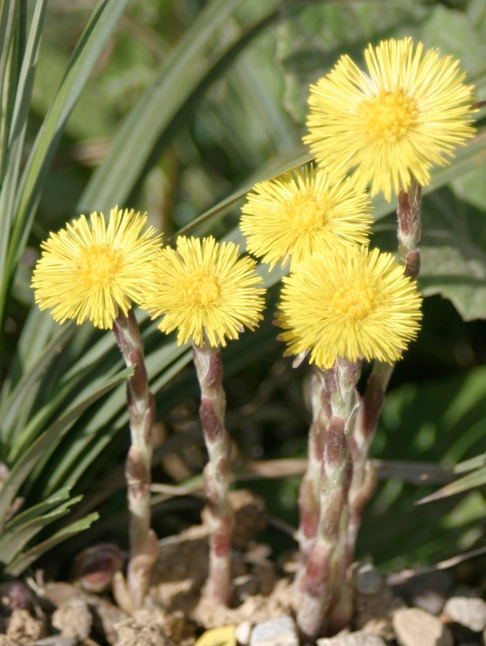 tussilago.jpg